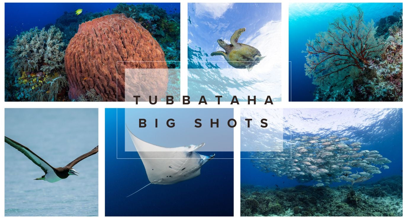 Tubbataha Big Shots