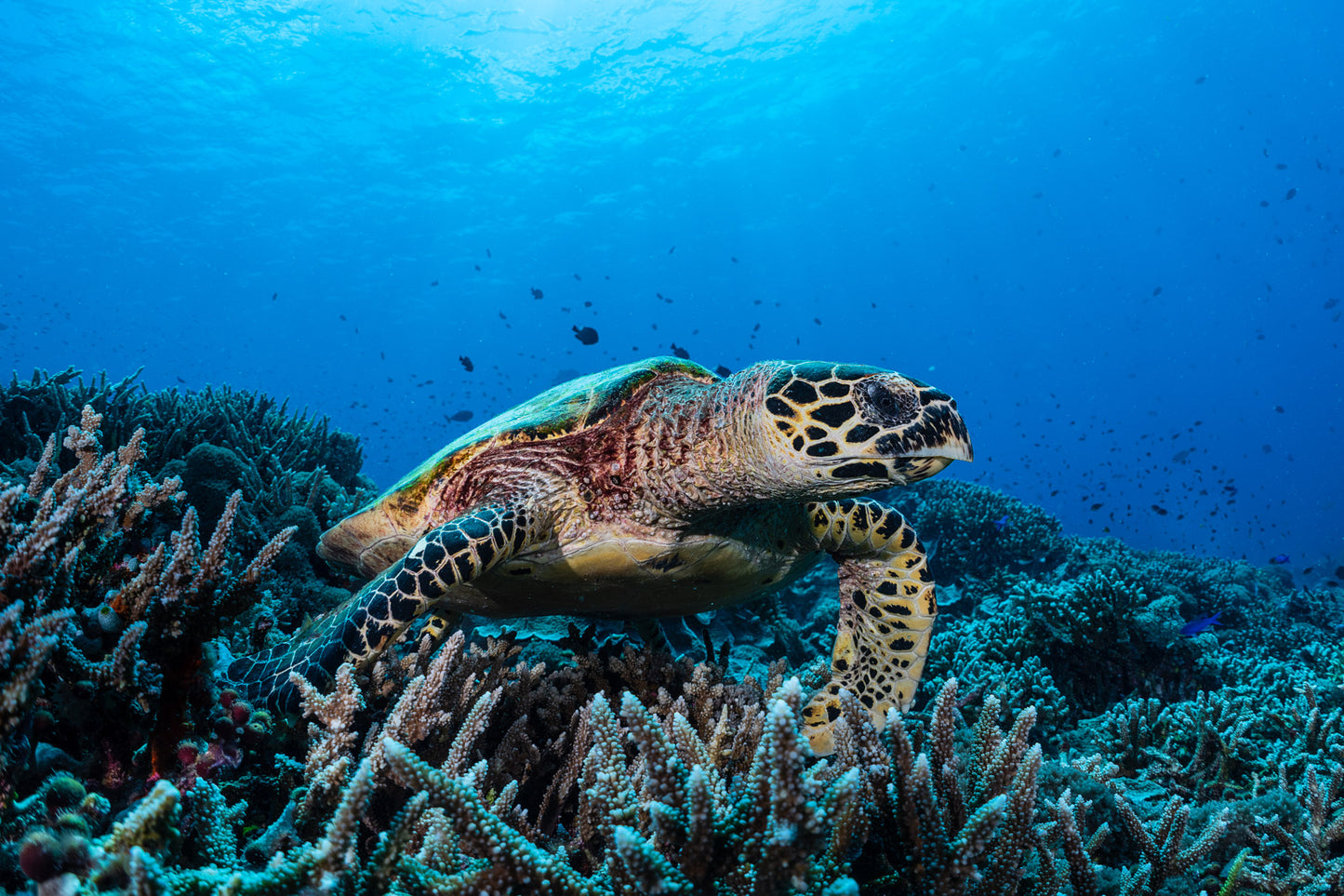 Hawksbill Sea Turtle 6