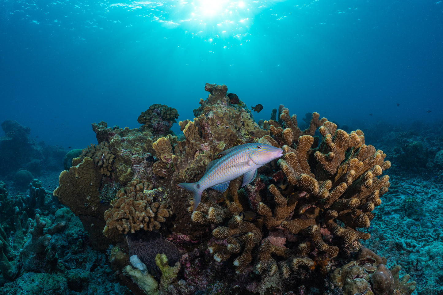 Spangled Emperor on Fire Coral