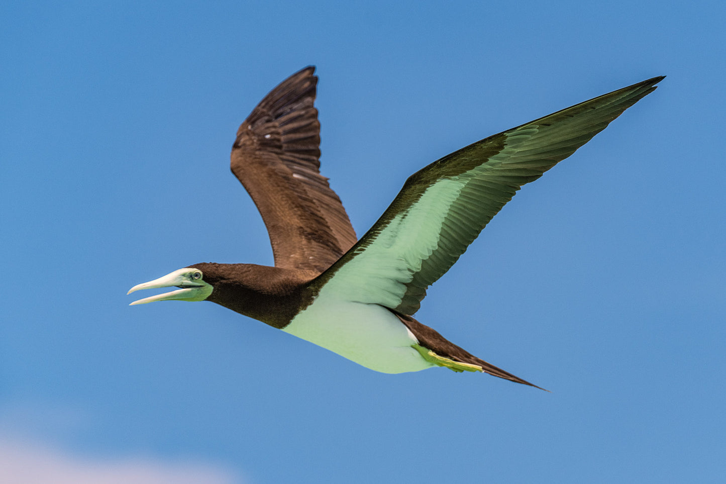 Brown Booby 2