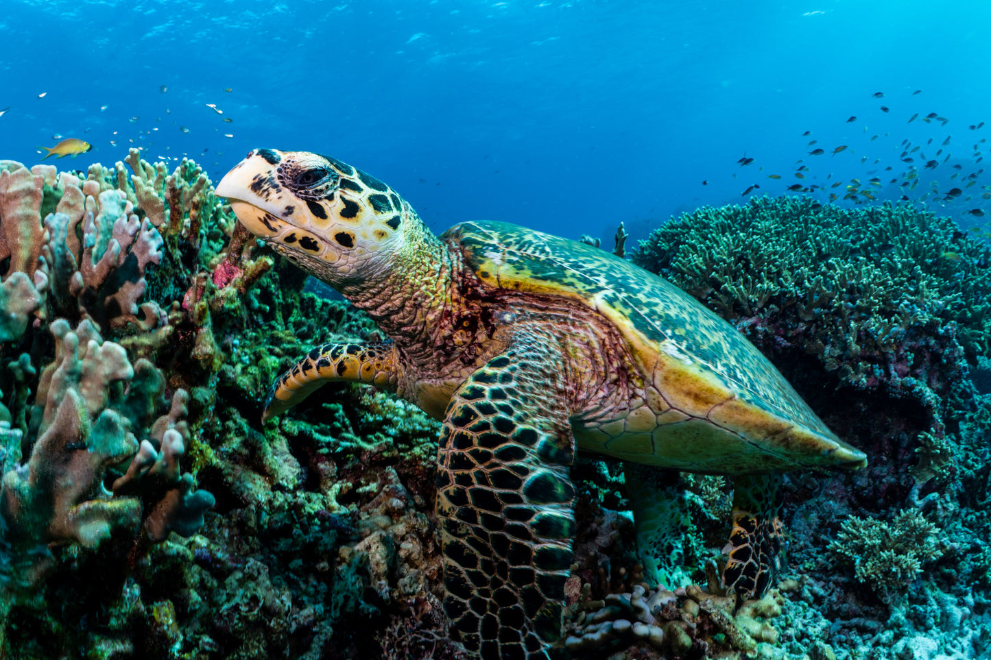 Hawksbill Sea Turtle 2