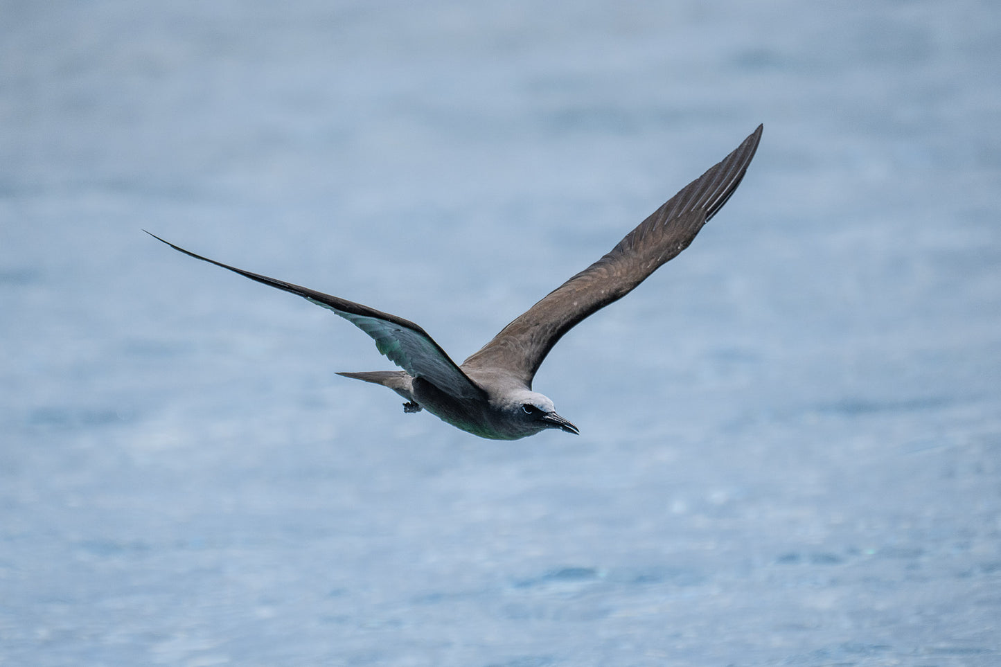 Brown Noddy