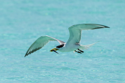 Greater Crested Tern