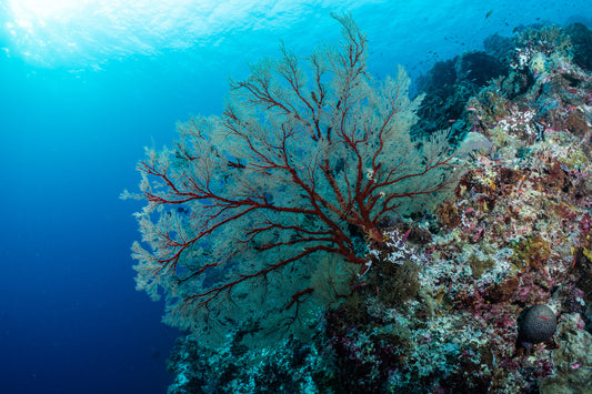 Gorgonian Sea Fan