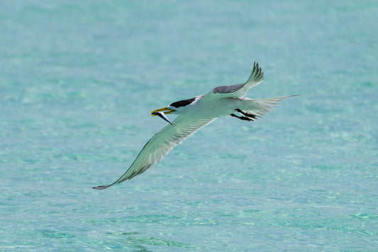 Greater Crested Tern 2