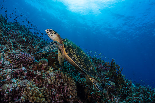 Hawksbill Sea Turtle 7