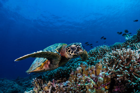 Hawksbill Sea Turtle 5