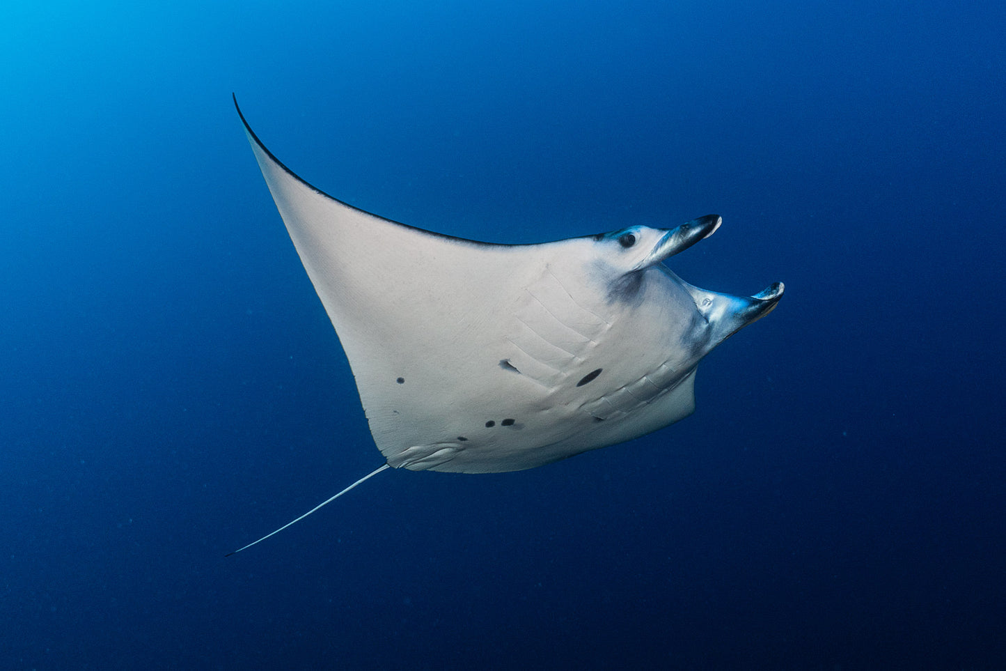 Reef Manta