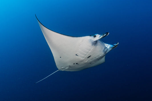 Reef Manta