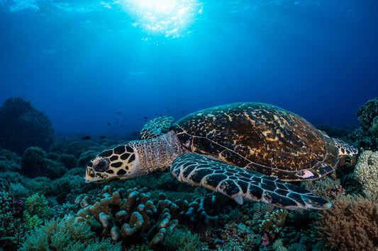 Hawksbill Sea Turtle 8