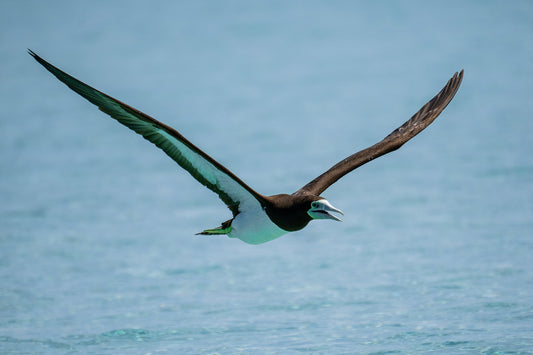 Brown Booby 3