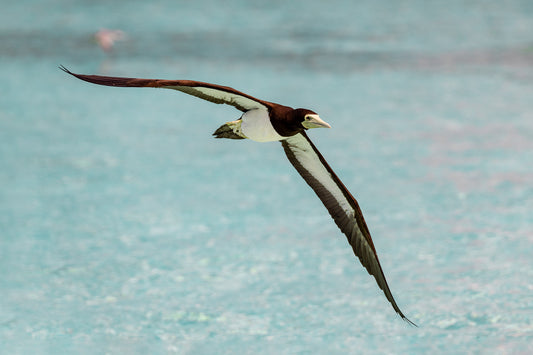 Brown Booby