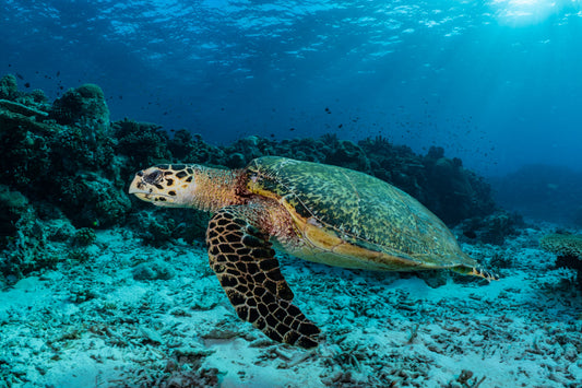 Hawksbill Sea Turtle 3