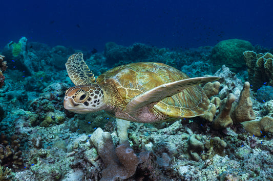 Juvenile Green Sea Turtle