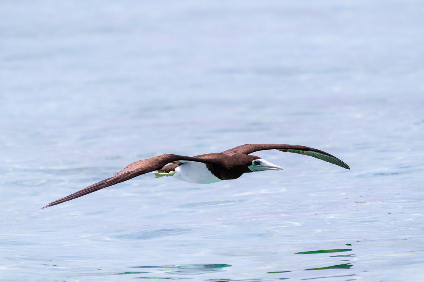 Brown Booby 4