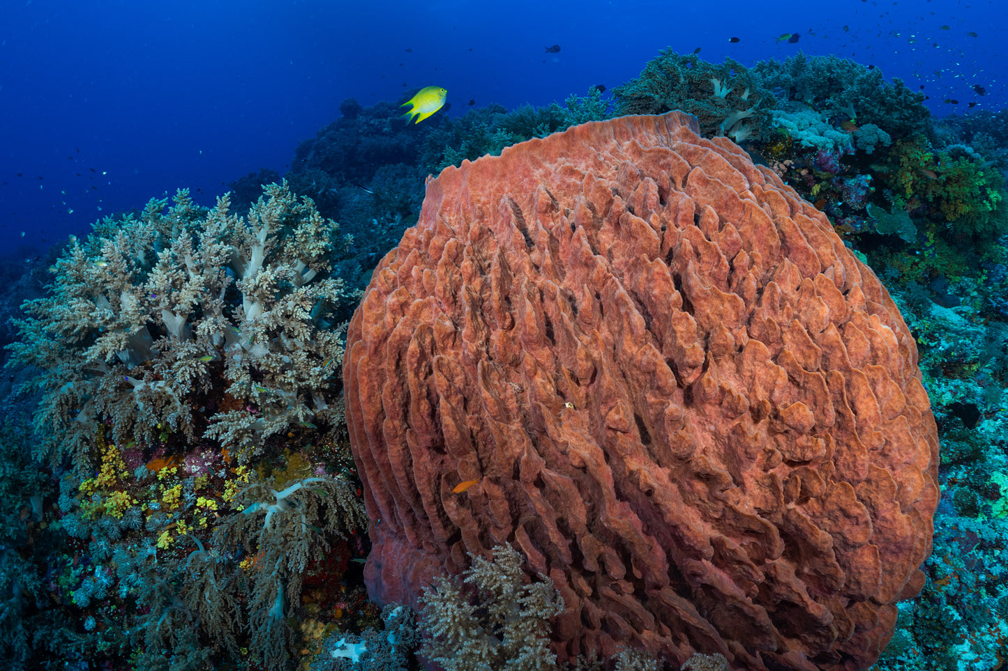 Giant Barrel Sponge