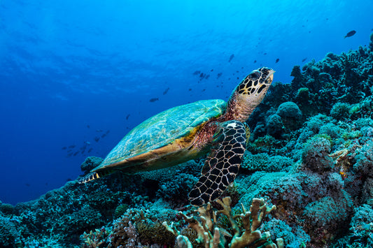 Hawksbill Sea Turtle 4