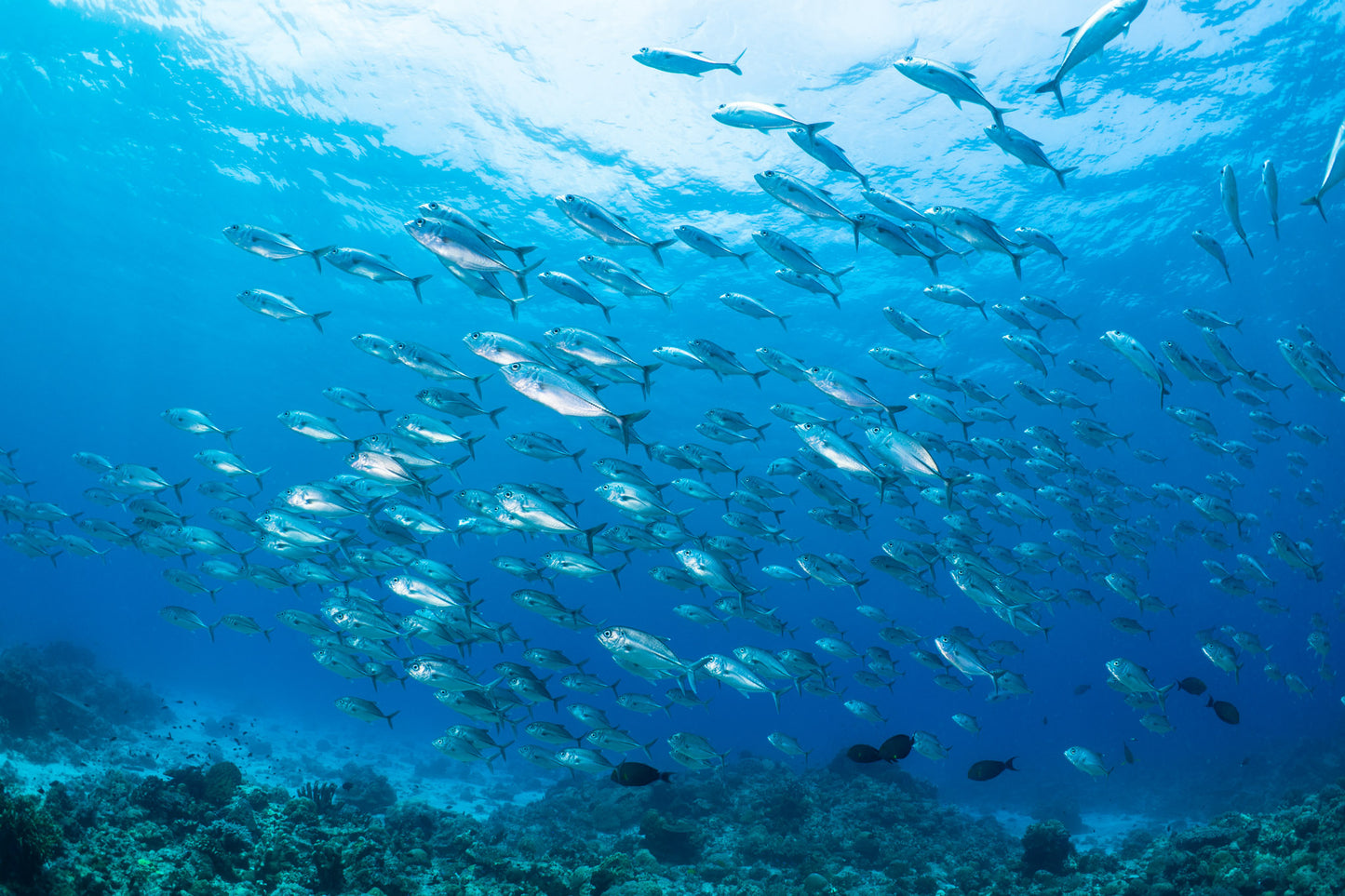 School of Bigeye Jacks